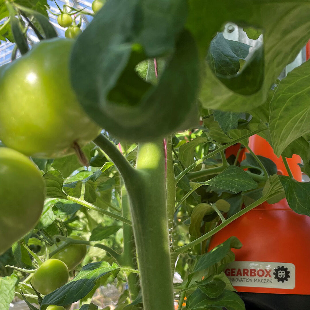 groene tomaten aan een tomatenplant in een kas van Tomatoworld in het Westland