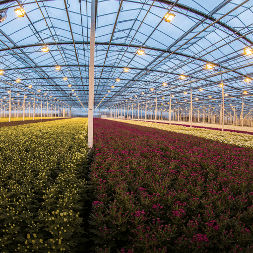 foto in een Westlandse kas met een zee aan snijbloemen die geteeld worden in de kas met links gele bloemen en rechts rode bloemen