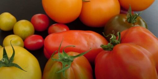 zes verschillende tomatenrassen uit het Westland liggend op een tafel