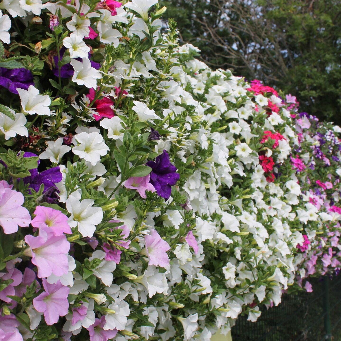 lange rij hangende bloeiende planten langs de entree van Tuincentrum de Zonnebloem in het Westland