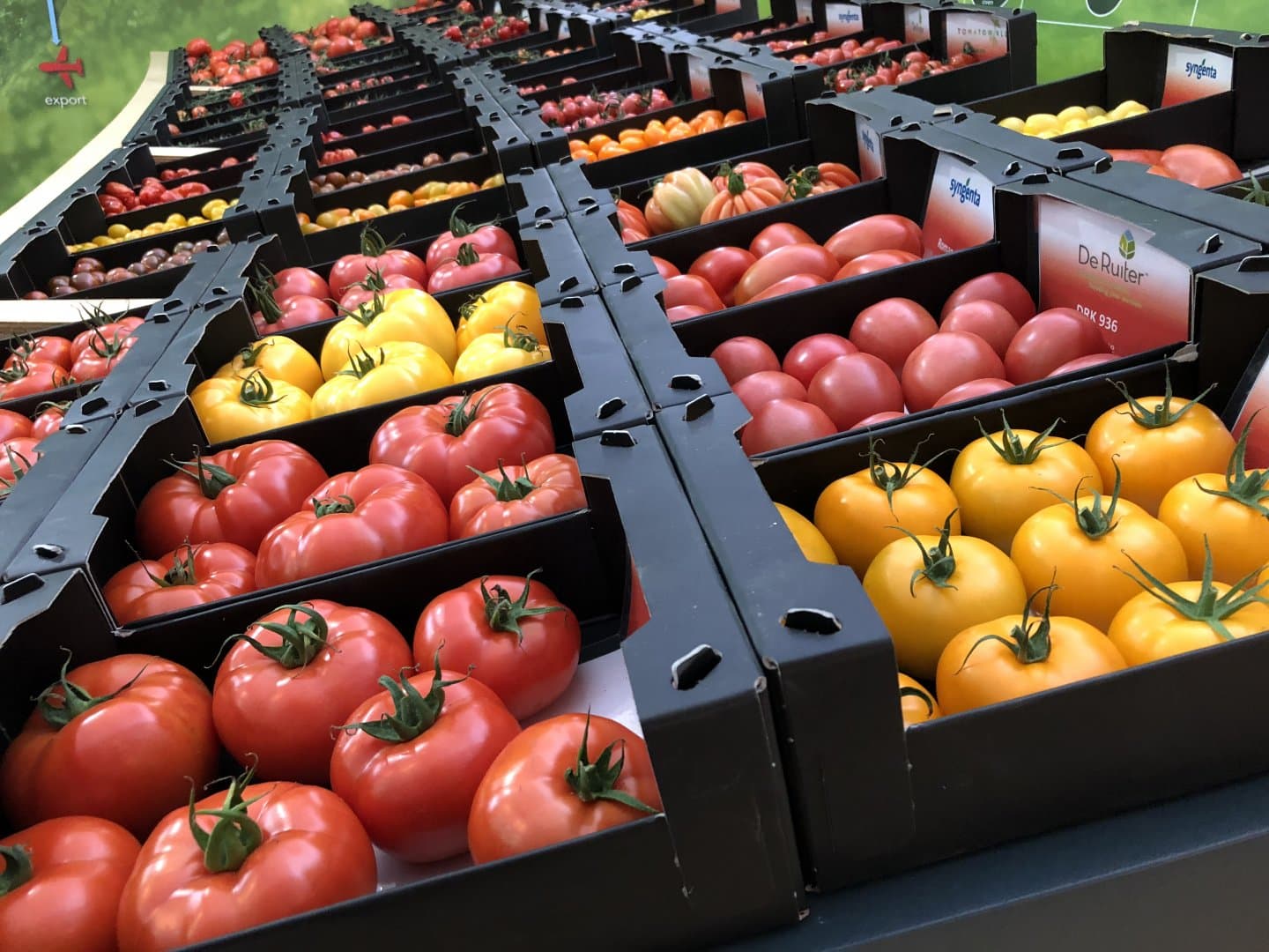 zwarte kartonnen bakken met verschillende soorten tomaten bij Tomatoworld in het Westland