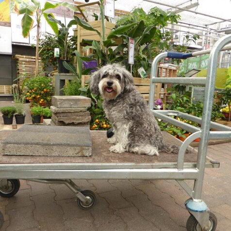 hond zit op een winkelwagen in een tuincentrum tijdens een workshop van Groei & Bloei in het Westland