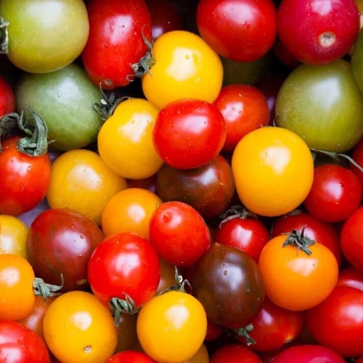 verschillend kleuren en rassen tomaten bij Tomatorworld in het Westland