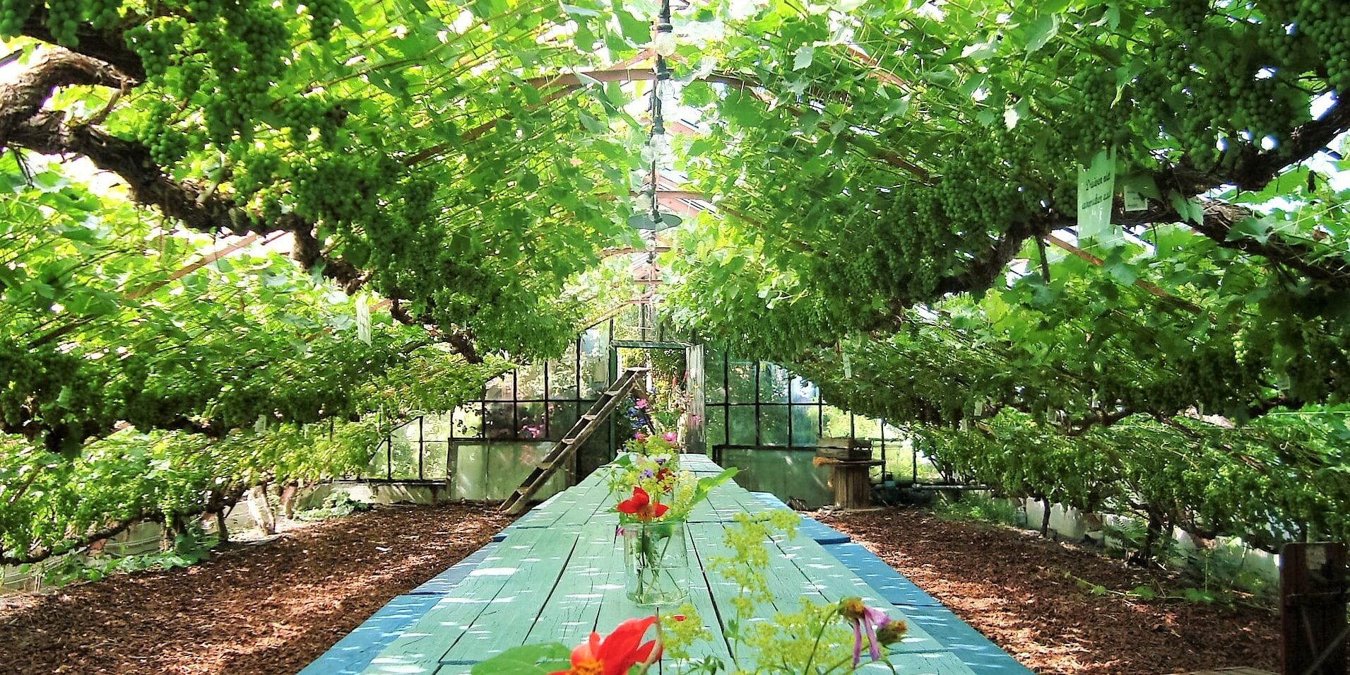 oude druivenkas van Druivenkwekerij Nieuw Tuinzight met een lange blauw-groene houten tafel en druivenstruiken die links en rechts groeien onder het glas van de kas in het Westland