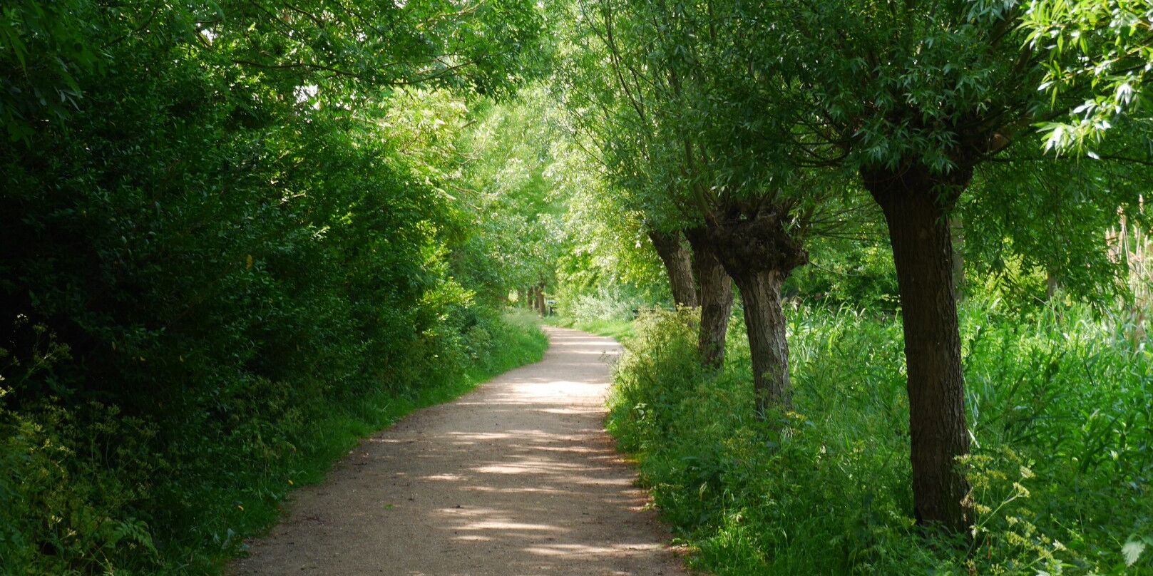 leeg wandelpad met groene struiken en knotwilgen bij recreatiegebied Het Prinsenbos in het Westland