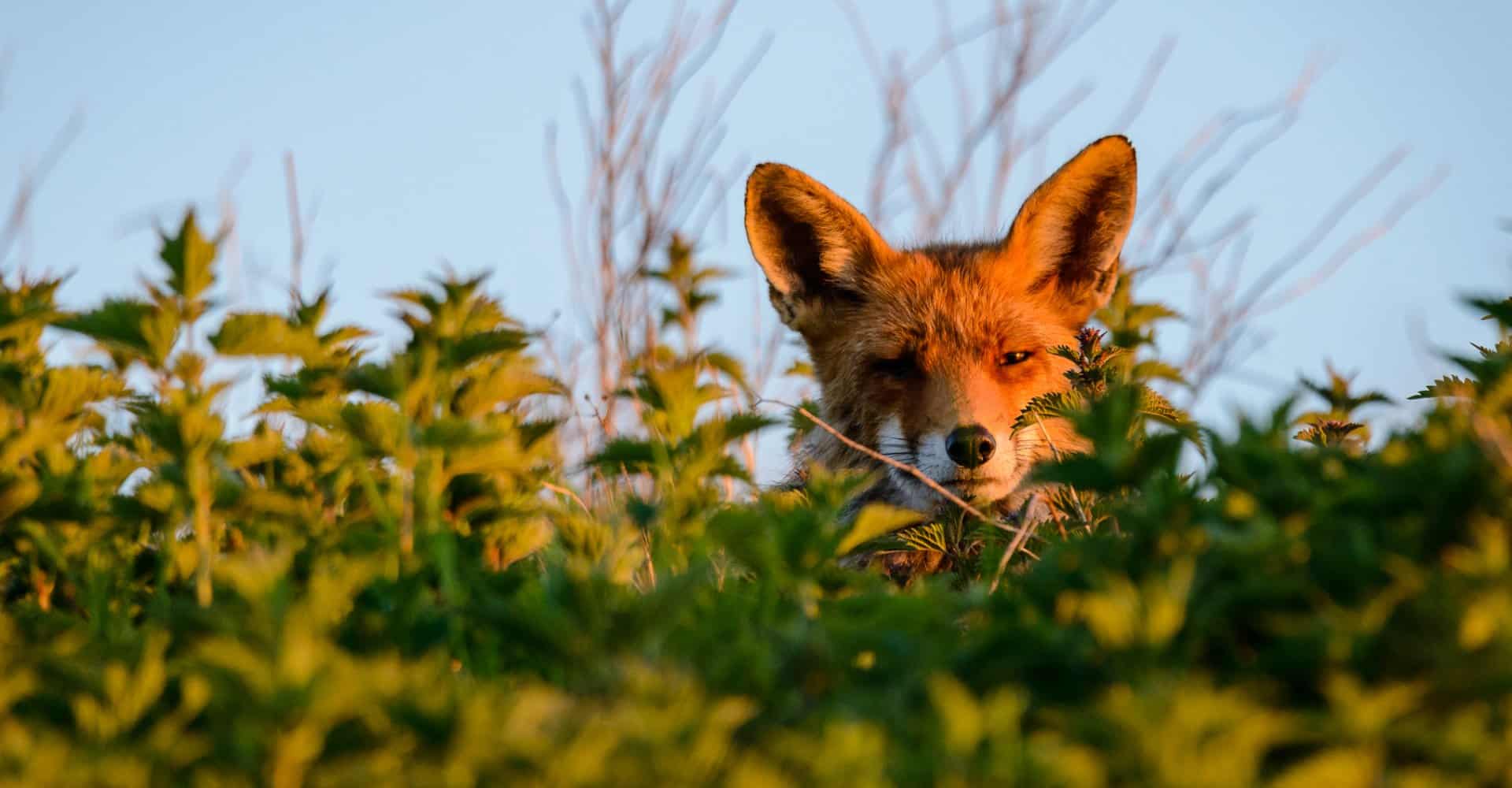 vos in de duinen van het Westland onderdeel van het Nationaal Park Hollandse Duinen