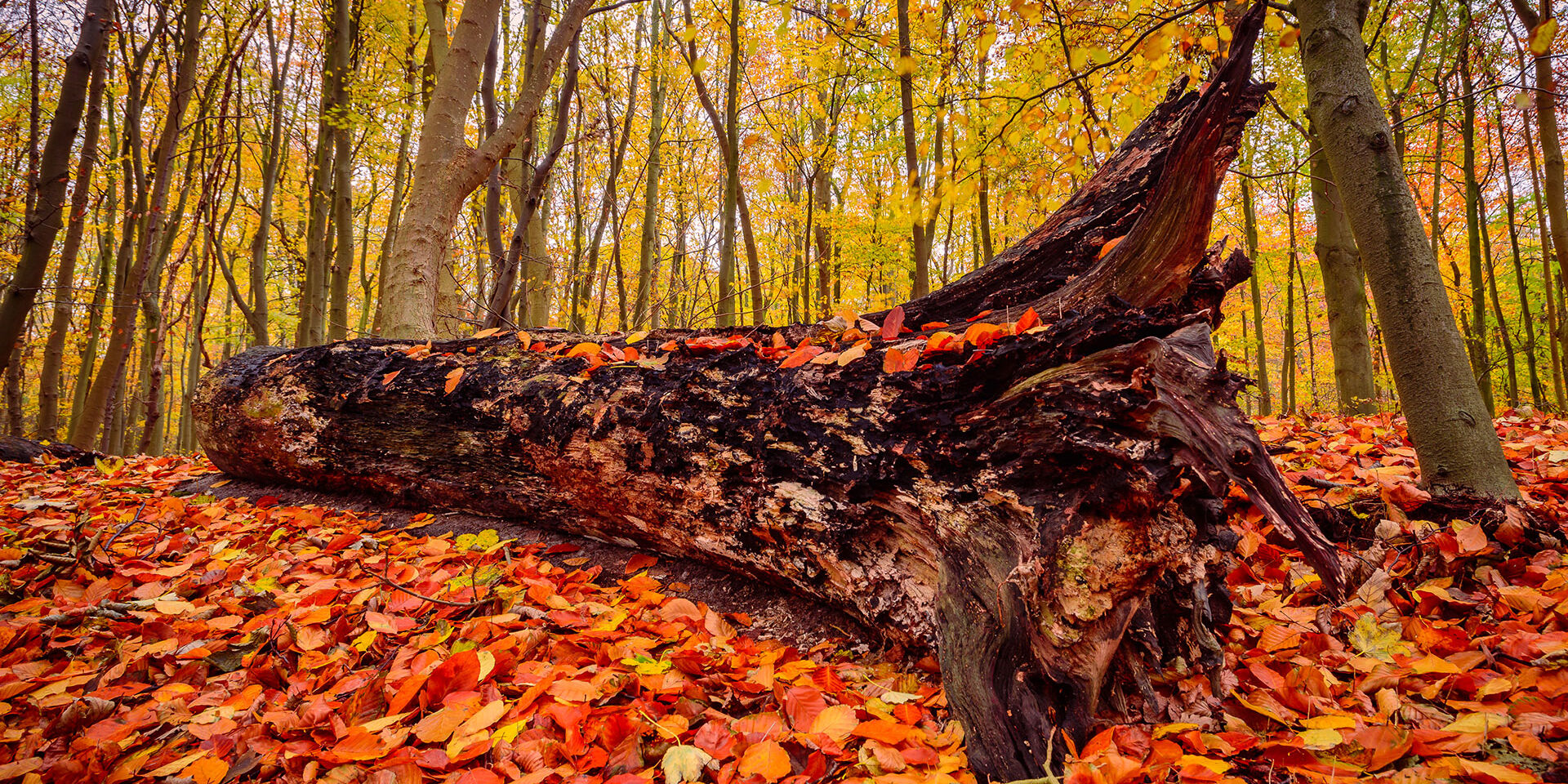omgevallen oude boom in het Staelduinse Bos omringd met herfstbladeren in oranje, rood en geel in het westland