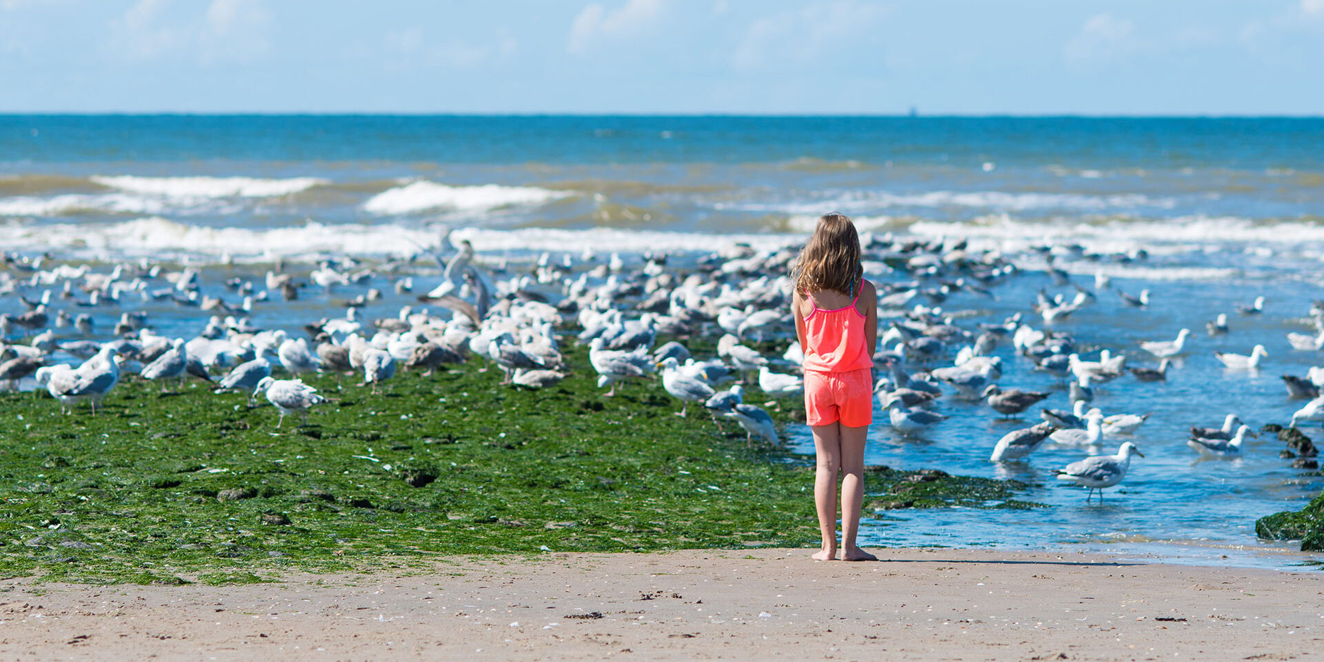 meisje in rood jurkje staat te kijken naar de zee en naar meeuwen op het strand in het westland