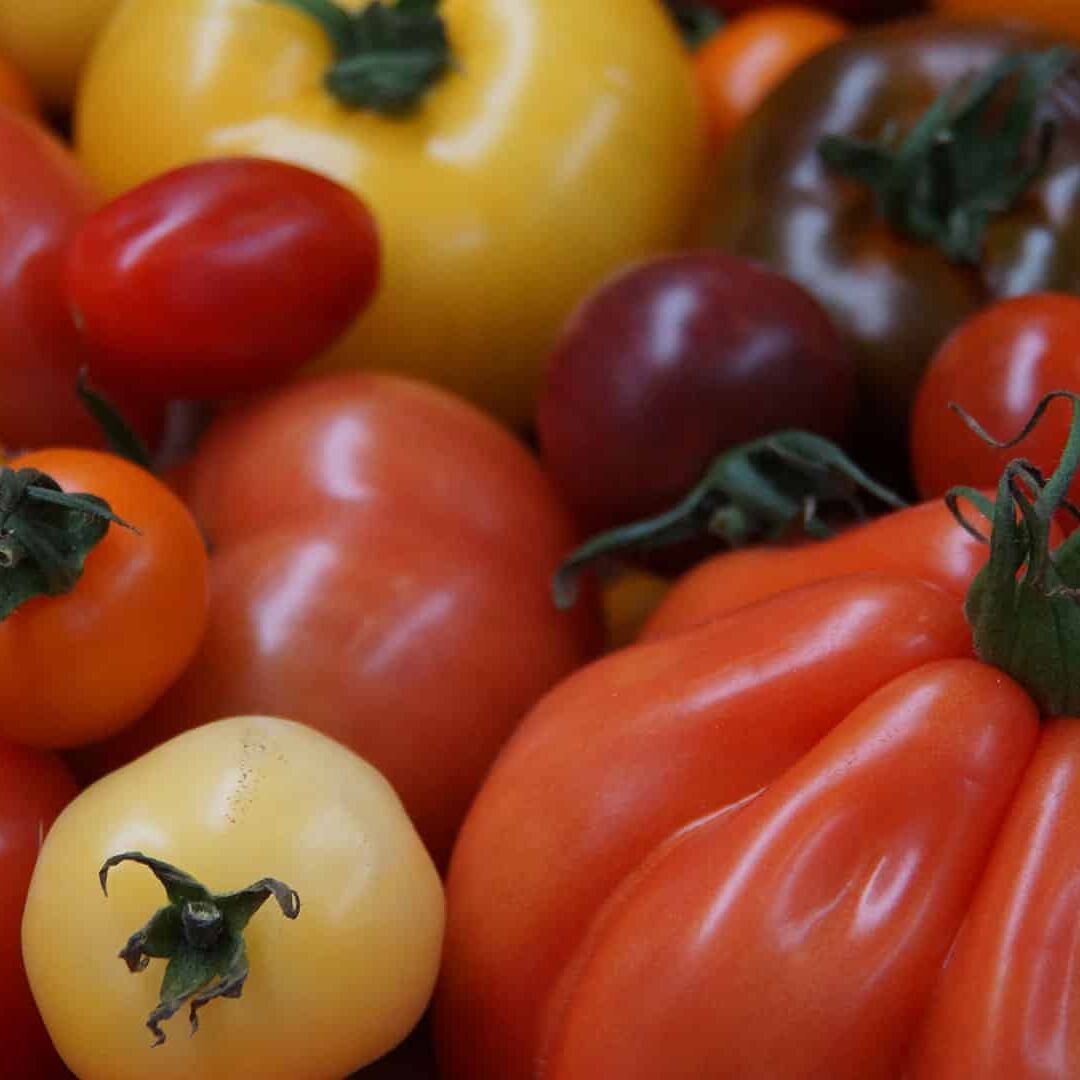 verschillende rassen tomaten bij elkaar gegroepeerd in het westland