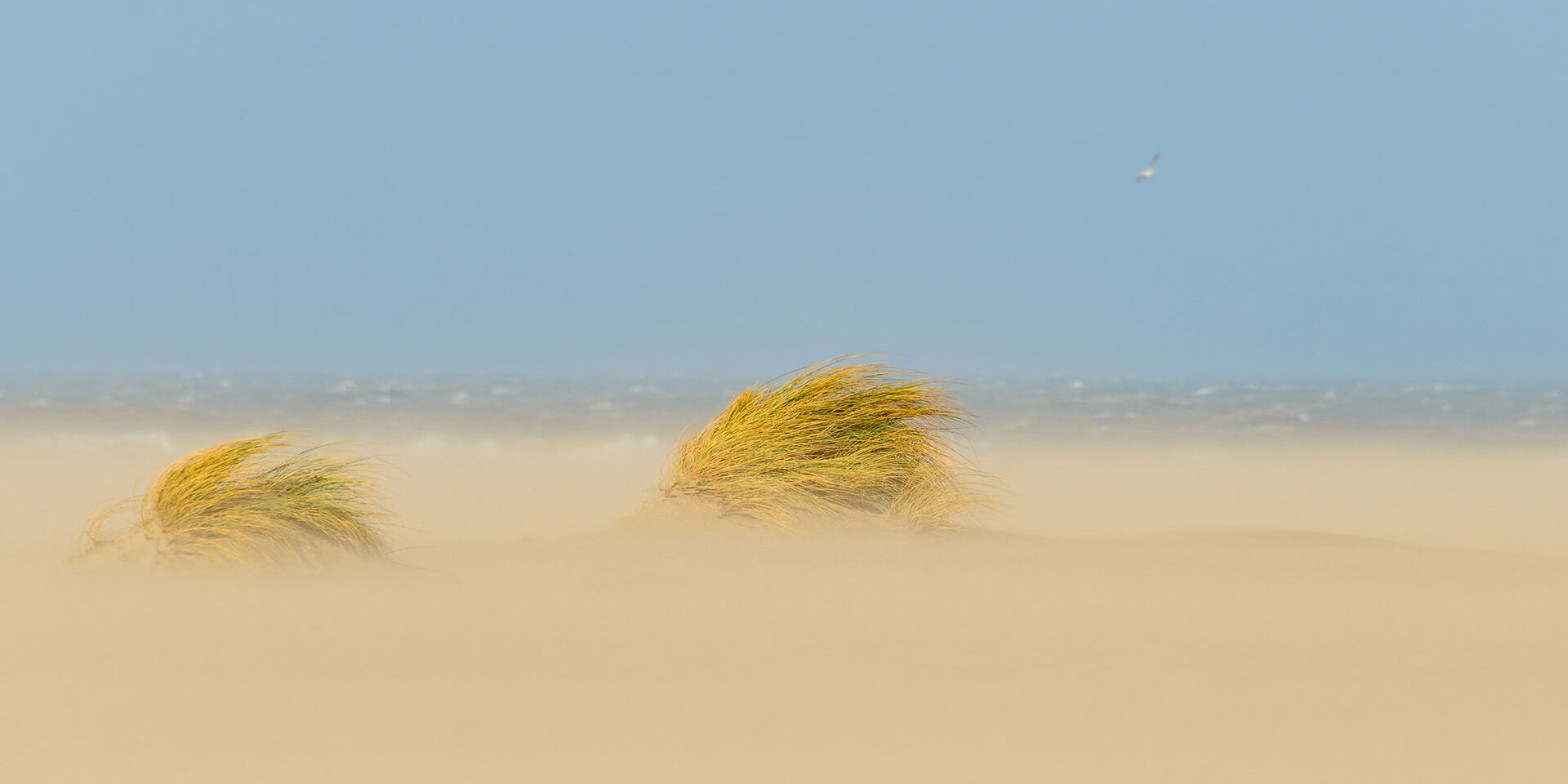 leeg strand met twee polletjes helmgras die gezandstraald worden in de harde stormwind in het Westland