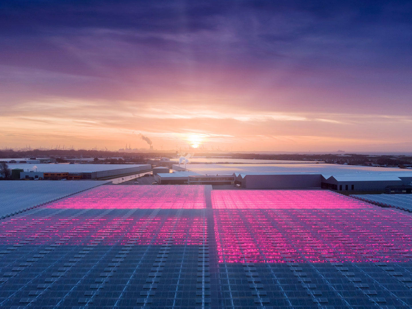 luchtfoto met glazen kassen in het Westland met roze led verlichting