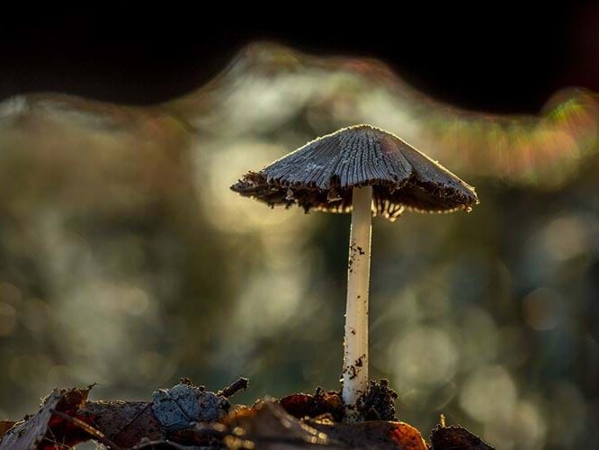 paddenstoel herfst westland