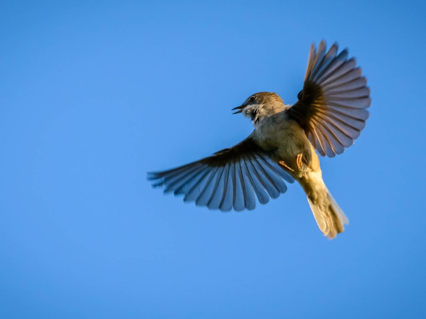 Grasmus Westland Vogels spotten kust duinen