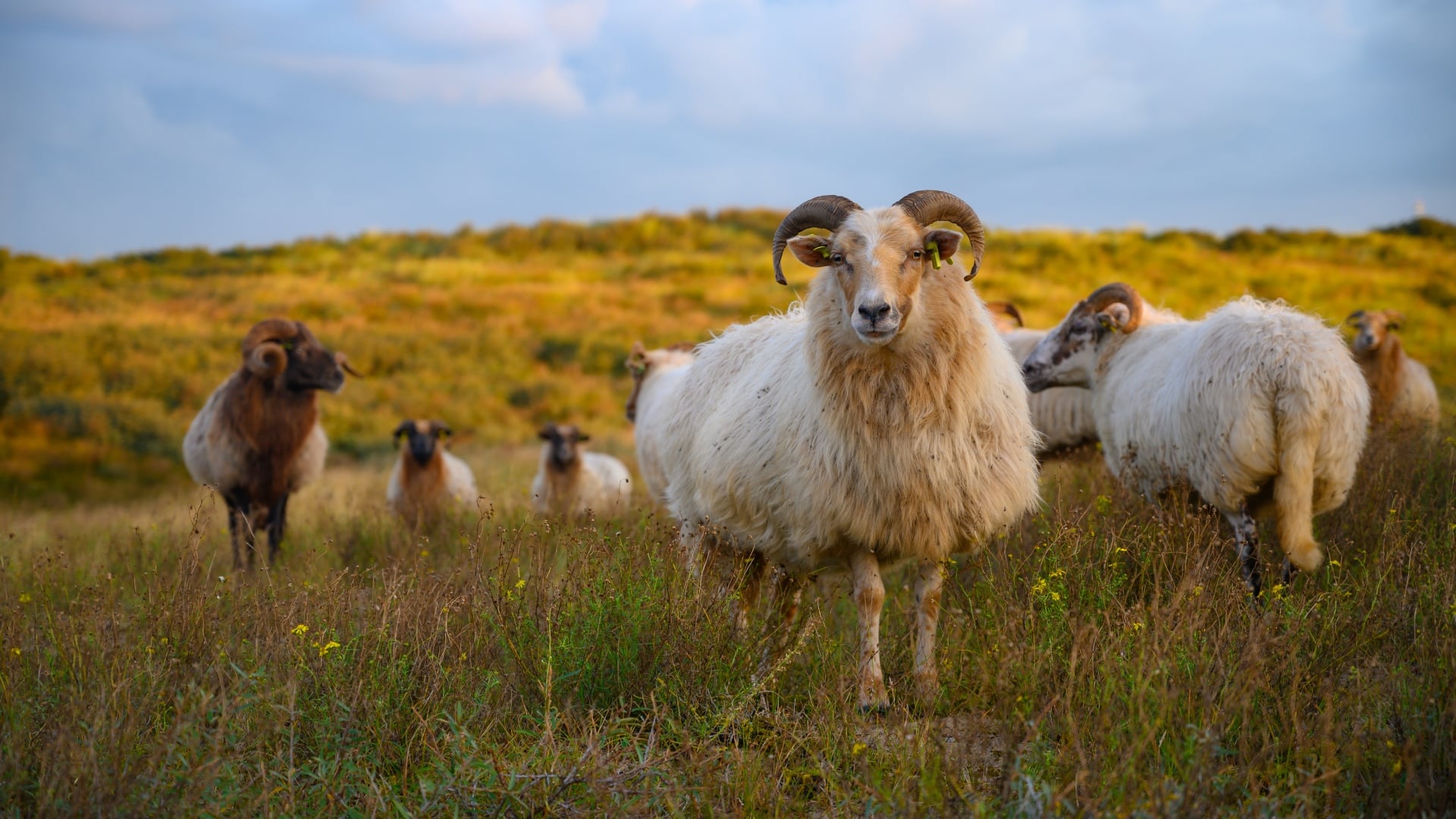 schapen grazend populair westland duinen