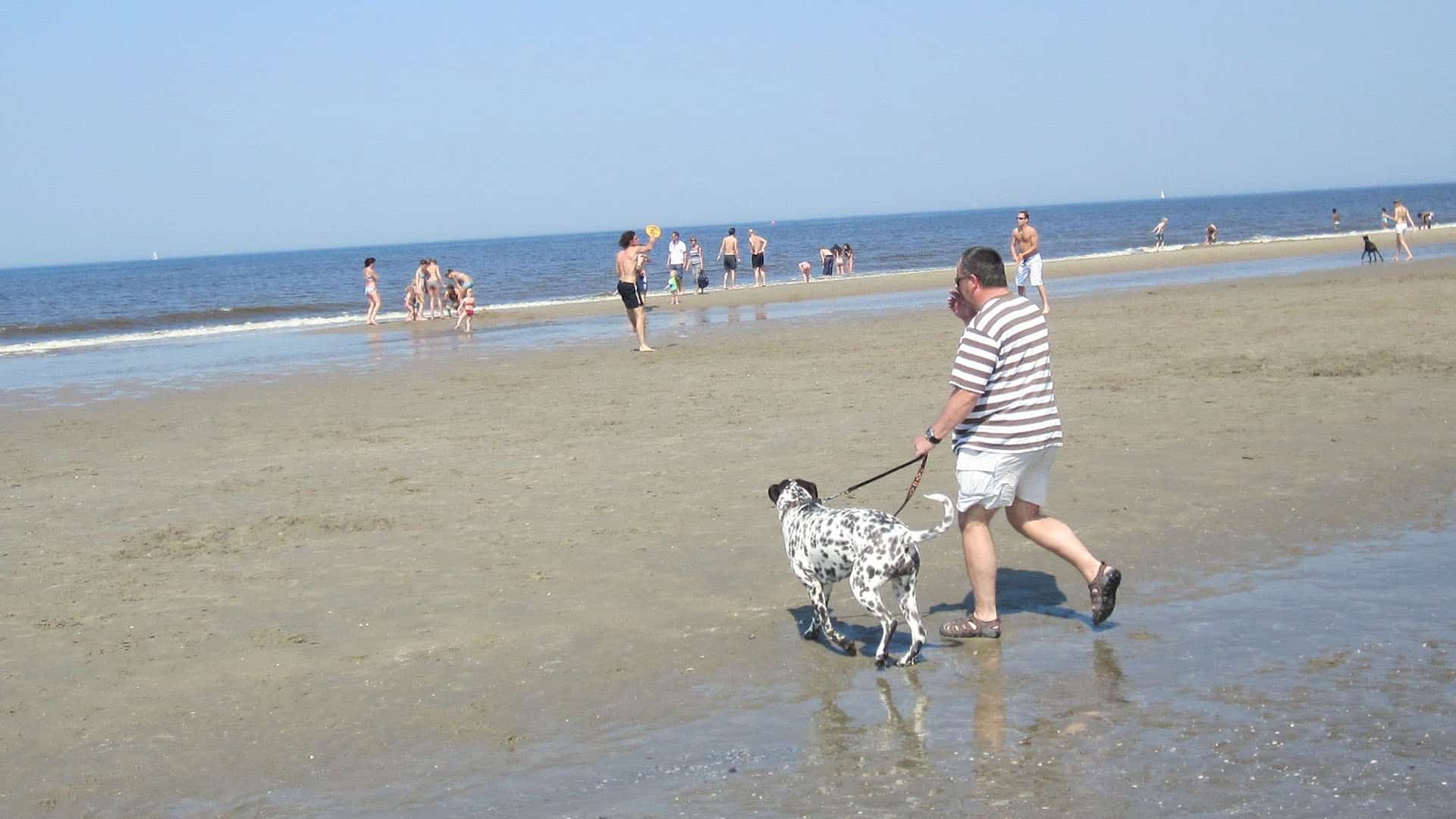 man met hond op het strand in het westland in de zomer