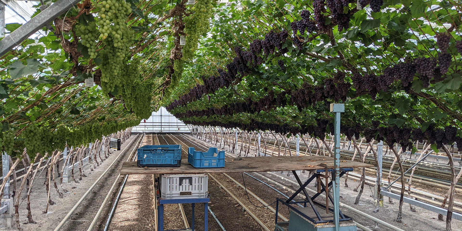 druivenoogst in de kas van Druivenkwekerij Nieuw Tuinzight in het Westland met trossen witte en blauwe druiven aan de ranken