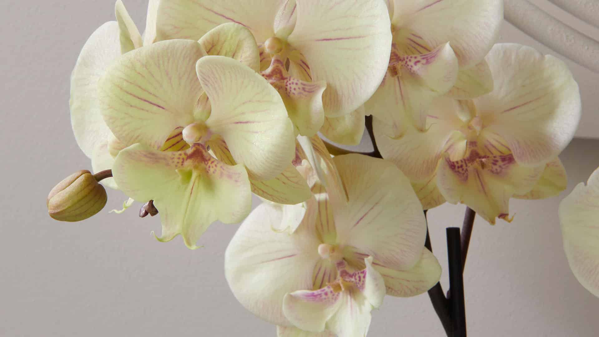 orchidee Turner van Opti-flor uit het Westland