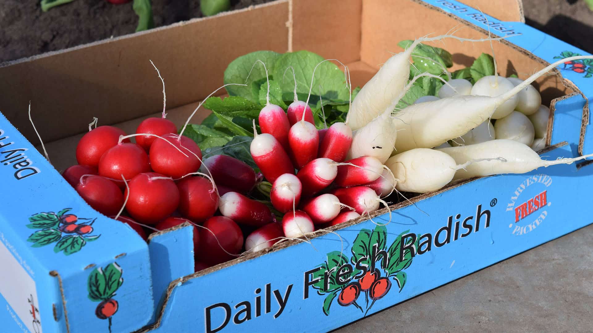 doos met kleurrijke radijsjes van Daily Fresh Radish