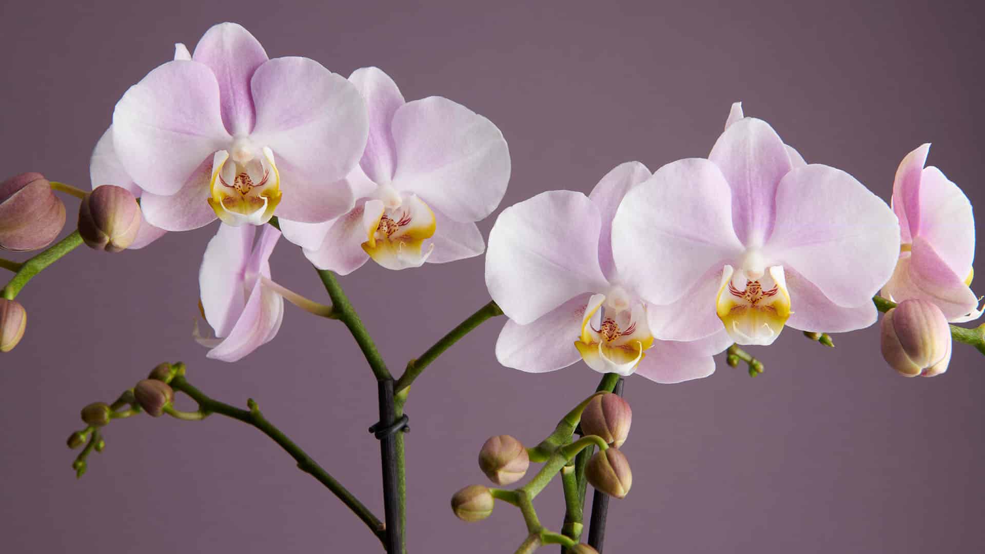 lichtroze orchidee van Opti-flor met meerdere bloemen en knoppen