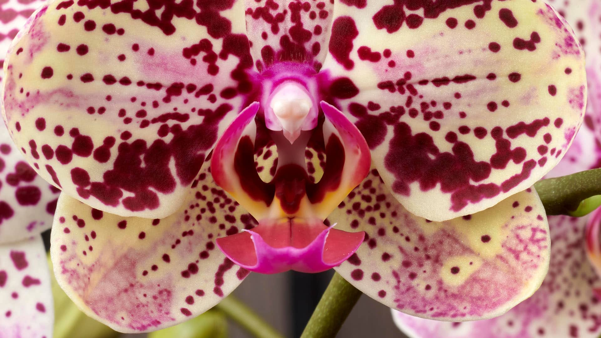 close up van orchidee fronterra van Opti-flor uit het Westland