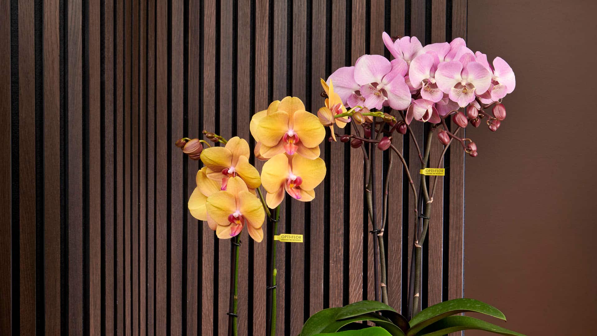 een gele en een roze orchidee van Opti-flor naast elkaar