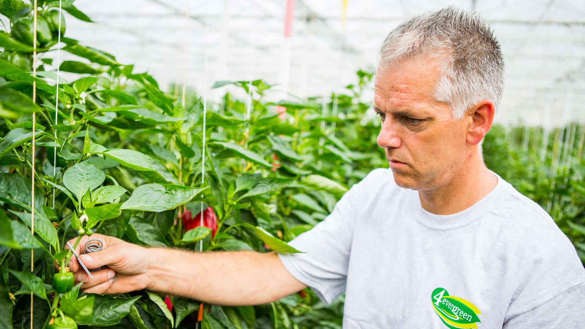 tuinder checkt een paprika plant in de kas bij 4evergreen in het Westland