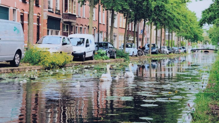 gracht in Delft met zwanen en waterlelies