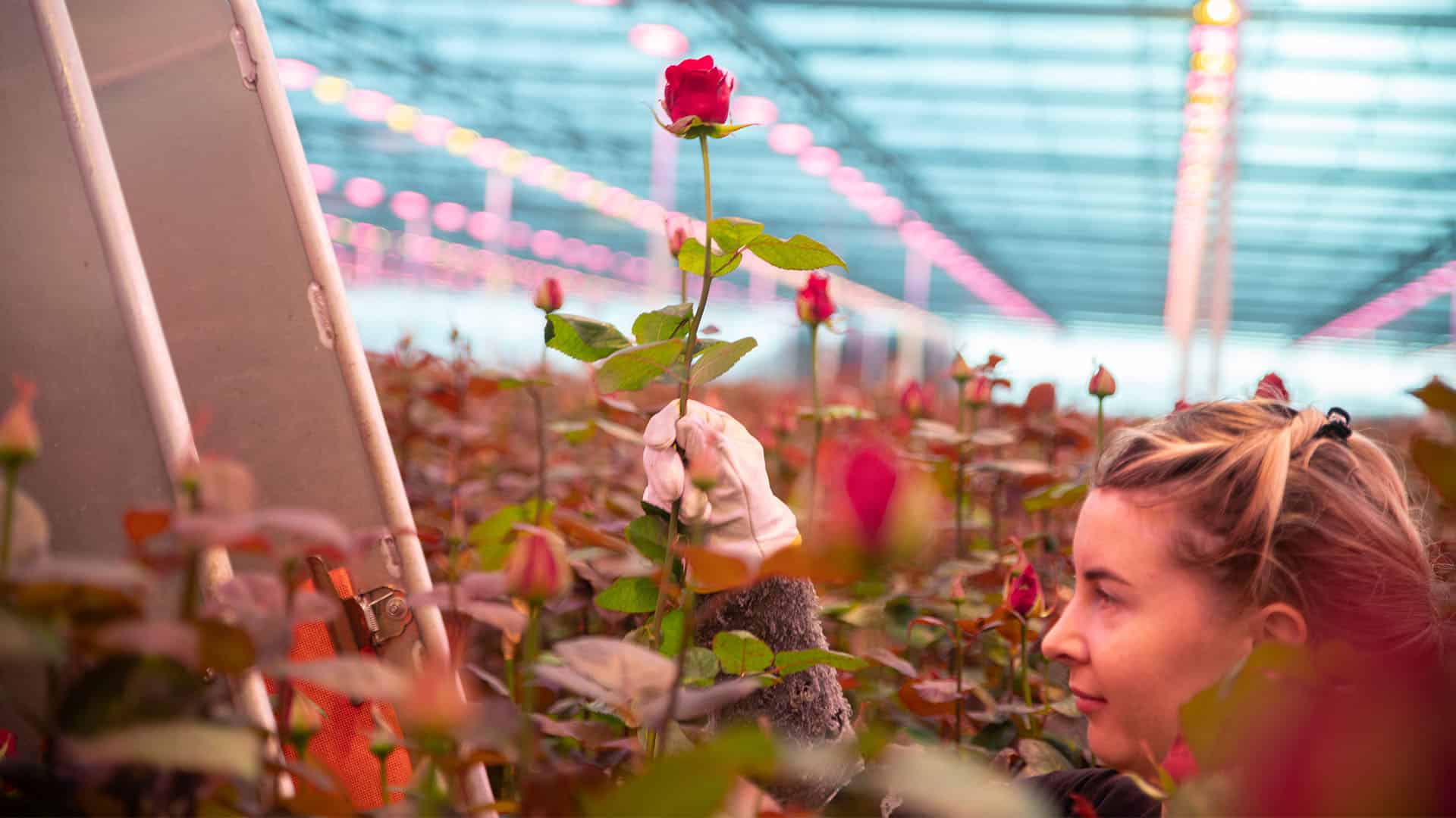 dame met witte handschoen plukt een rode naomi roos in de kas van rozenkweker Van den Ende Rozen in het Westland