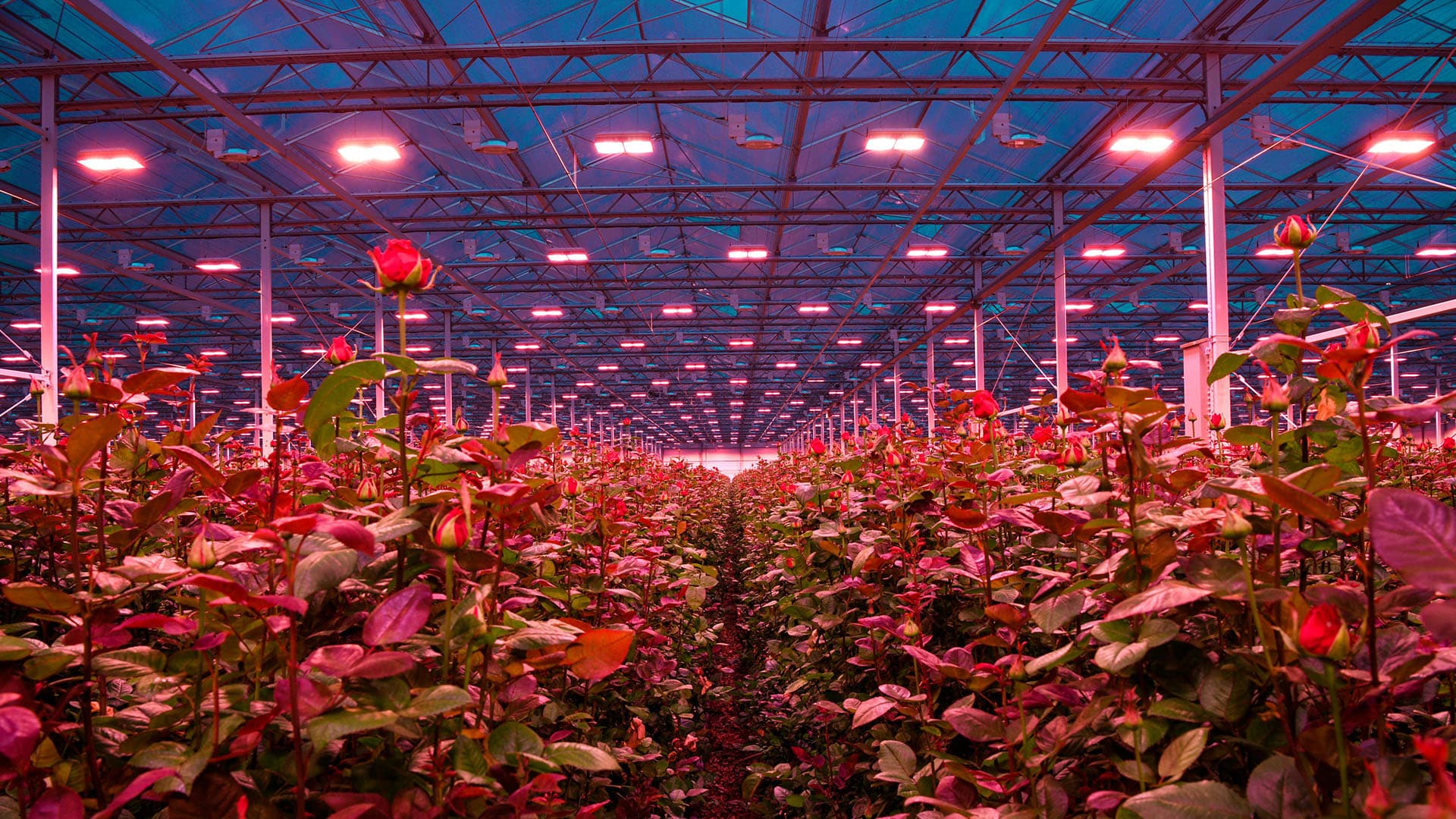 rode rozen van Van den Ende Rozen groeien onder LED licht in een kas in het Westland