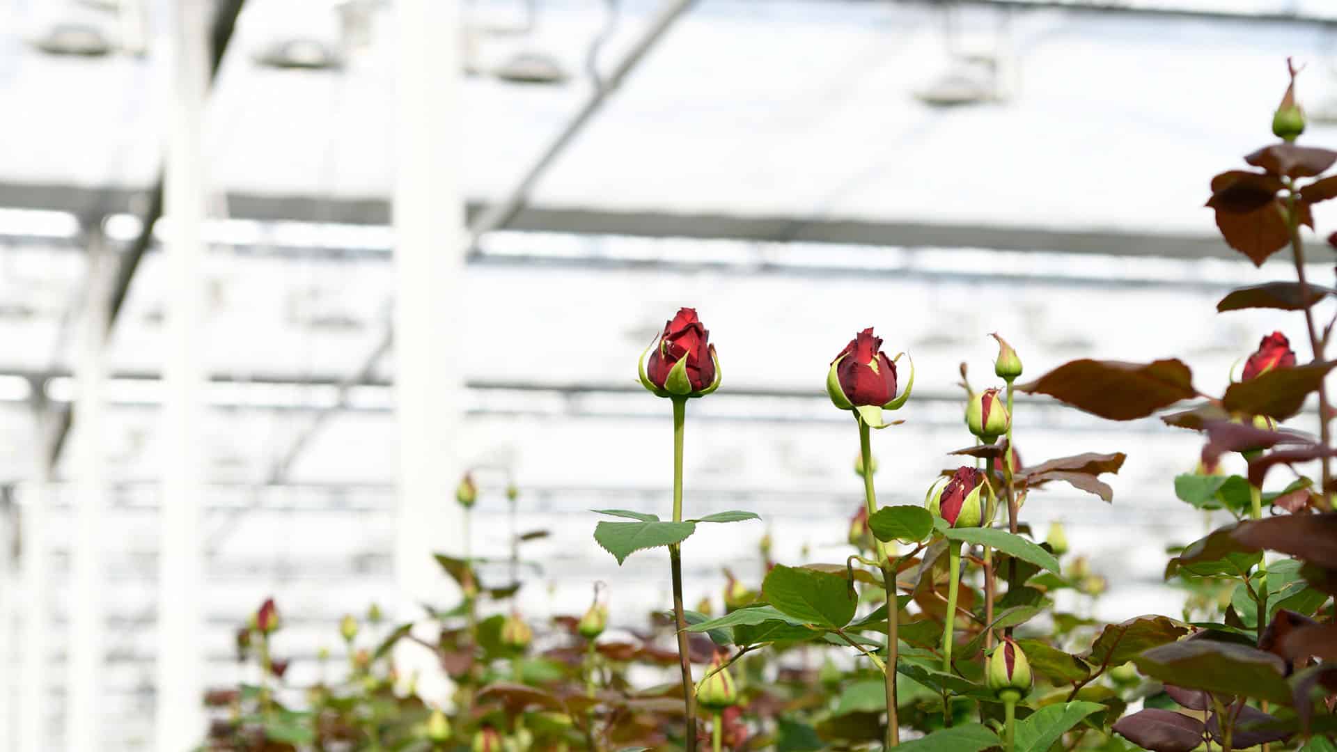 twee rozen in de knop in een kas van rozenkweker Van den Ende Rozen in het Westland