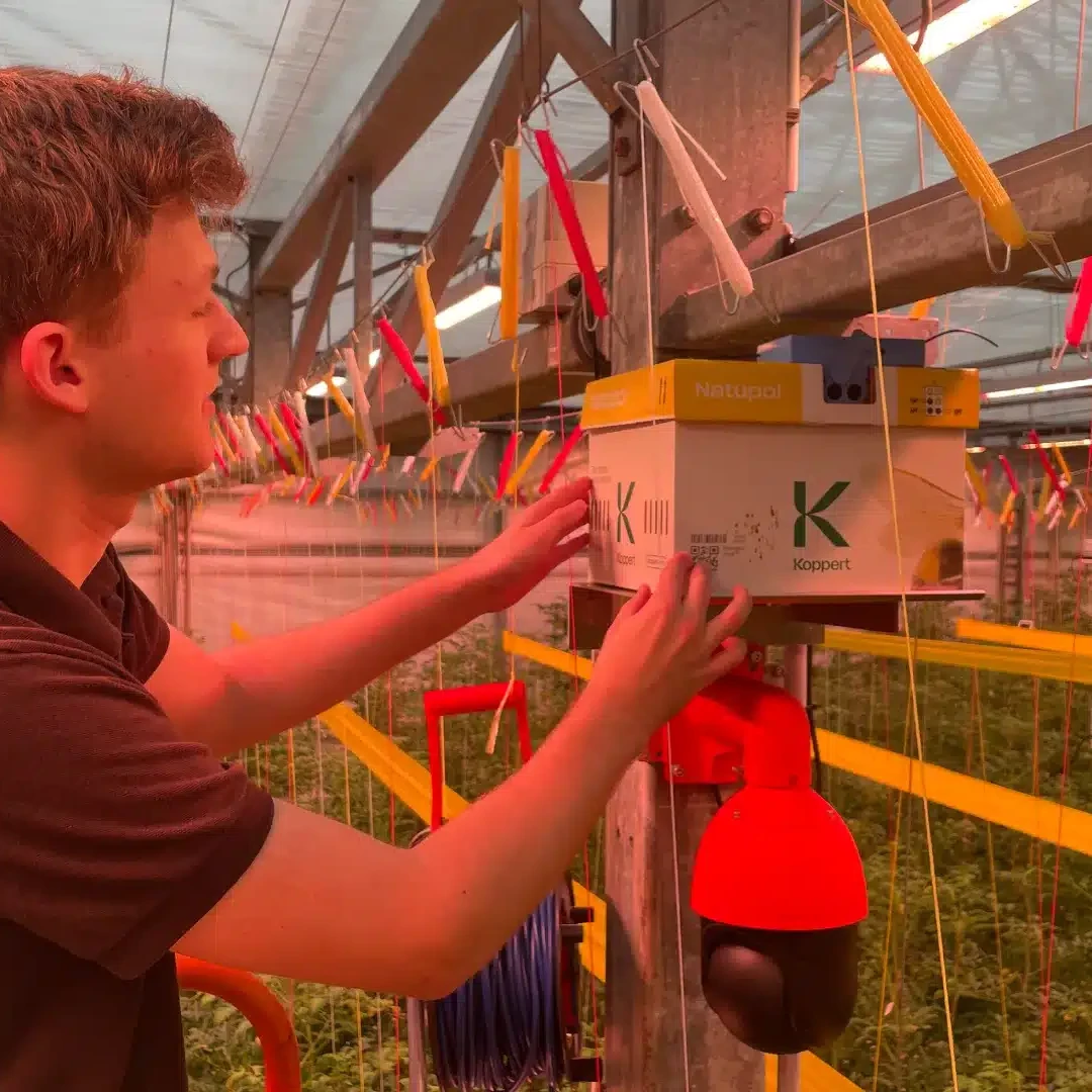 medewerker met doos met hommels in de kas van Tomatoworld in Honselersdijk Westland